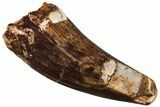 Fossil Triassic Reptile (Phytosaur) Tooth - New Mexico #219453-1
